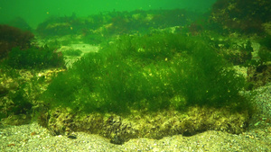 黑海海藻黑海海底绿藻类38秒视频