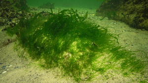 黑海海藻37秒视频