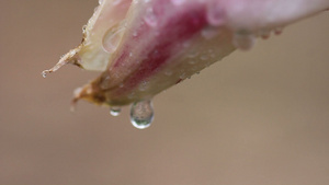 花上流着水滴9秒视频