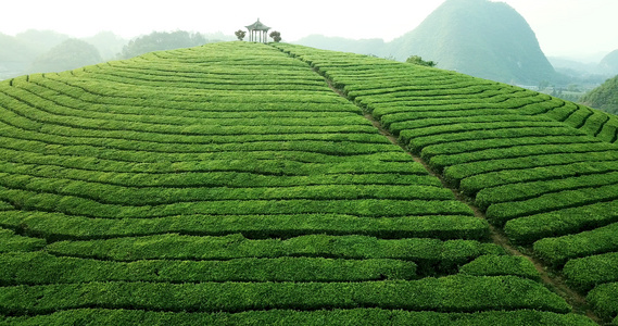 春天茶园定点环绕航拍视频视频