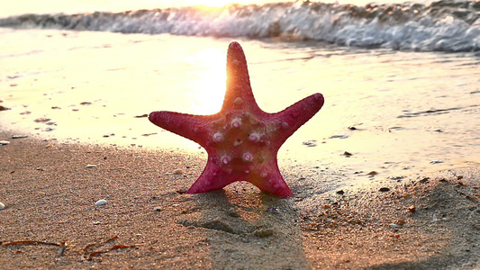 海滩日落时的海星视频