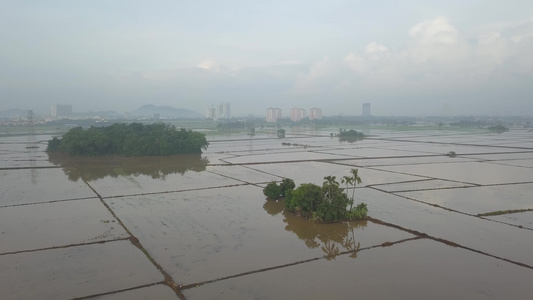 在洪水中飞过椰子树视频