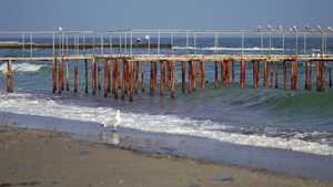 海鸥坐落在码头上船坞里有海鸥12秒视频