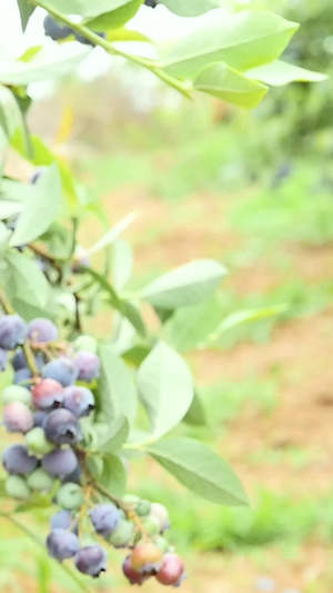 成熟的蓝莓新鲜水果68秒视频