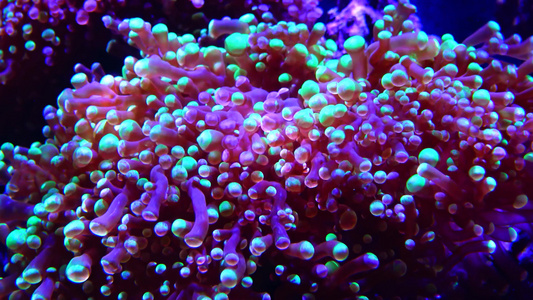 海洋水族馆中的多彩珊瑚探险水族馆凸轮新球衣我们a视频