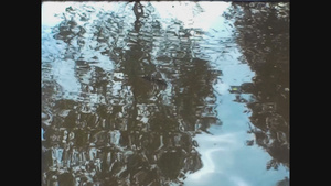 1966年弗朗法郎湖中水下鱼类10秒视频
