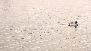 一只鸭子游在水上7秒视频