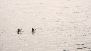 两只鸭子在水中漂浮7秒视频