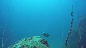 海洋水肺潜水水下五颜六色的热带珊瑚礁海景海洋深处的26秒视频