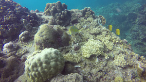 海洋水肺潜水水下五颜六色的热带珊瑚礁海景海洋深处的12秒视频