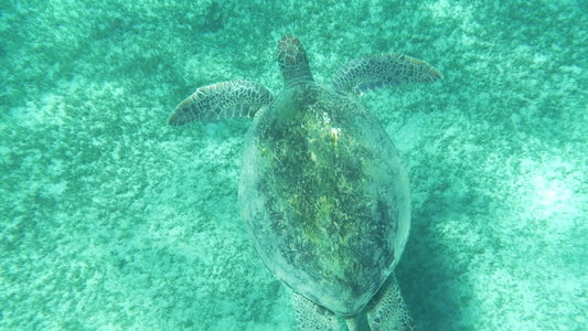 海龟在水下游泳视频