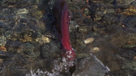 在浅水中游泳在产卵期间喷洒鱼和海豚的野生红鲑鱼视频