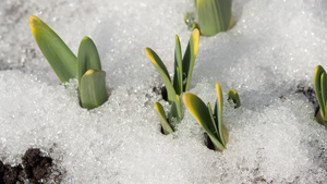 冰雪消融水仙发芽20秒视频