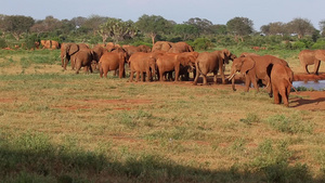 肯亚的水坑上有很多红象26秒视频