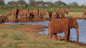 肯亚的水坑上有很多红象28秒视频