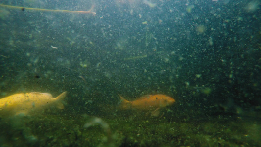 许多科伊鱼在池塘中游泳的水下拍摄视频