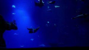 在大型水族馆中游泳的鱼苗和鲨鱼11秒视频