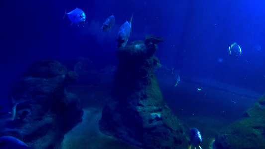鱼在大型水族馆中缓慢游动视频