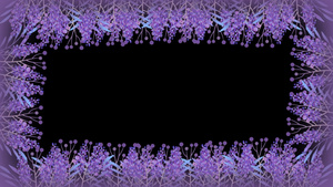 紫色薰衣草边框12秒视频