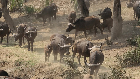 非洲水牛大群南非洲Kruger国家公园视频