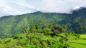 有雨林的山峰热带树和山坡上的棕榈树20秒视频
