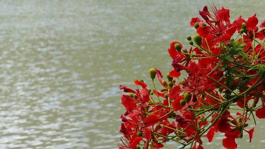 橙色孔雀花夏季公园中池塘背景视频