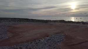 太阳下山时在填埋场飞行的千只黄雀鸟8秒视频