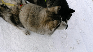 西伯利亚雪橇犬16秒视频