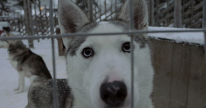 霍斯基狗仰望着摄影机它美丽的眼睛6秒视频