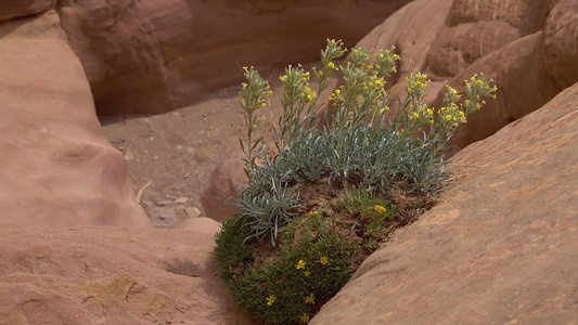 红岩裂缝中的荒废植物峡谷小野马峡谷——美国北部我们视频