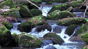 森林中的泉水自然环状背景包括声响20秒视频