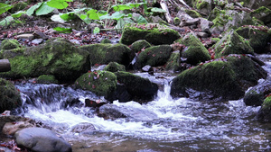 森林中的水流自然环状背景以及声音包括13秒视频
