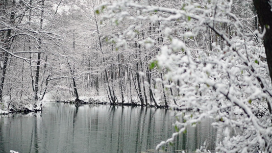 在雪林中的河流里视频