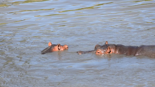 几条河马在水中游泳视频