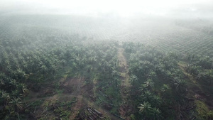 清晨在种植园用迷雾飞过死油棕榈13秒视频