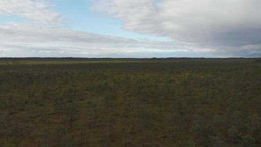 在沼泽沼泽大面积的空中飞行区域上长着松树视频
