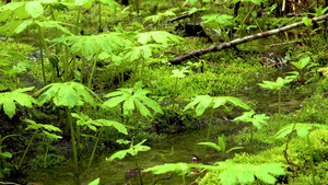 潮湿森林中的沼泽植物25秒视频