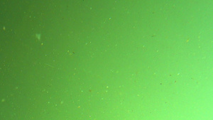 摄像头湖水的绿泥中14秒视频