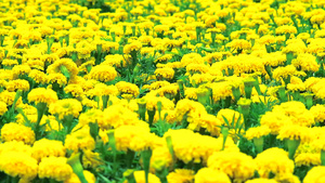 夏季横穿田地和草原的墨西哥马里戈金黄色花朵220秒视频