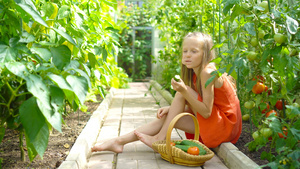 可爱的小女孩在温室里收集黄瓜和番茄15秒视频