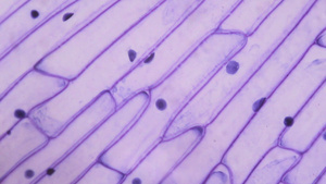 显微镜下的紫洋葱皮16秒视频