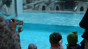 参观动物园和观赏游泳的企鹅11秒视频
