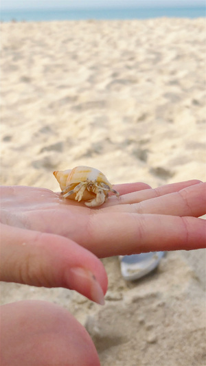 海海和沙滩背景的白螃蟹周围9秒视频