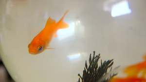 金鱼在玻璃鱼缸中游泳15秒视频
