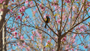 4K实拍春天花朵盛开枝头上的鸟儿视频素材23秒视频