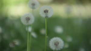 花朵的花绒20秒视频