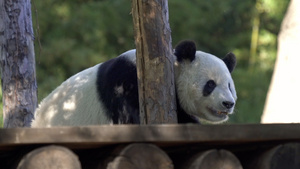 国家一级保护动物熊猫6秒视频