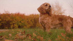 米色可卡犬站在秋天公园黄叶背景的傍晚草坪上米色可卡犬10秒视频