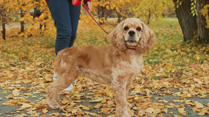 米色可卡犬站在黄色树叶背景的秋季公园里可爱的狗牵着14秒视频