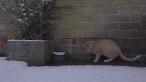 姜唐猫第一次在雪中经历着9秒视频